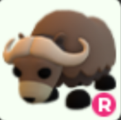 R Musk Ox