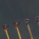Albion Online