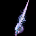 Fisch