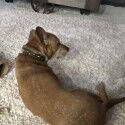 SirNubbles