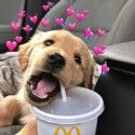DoggoSells
