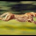 FASTBOOSTSHOP