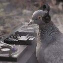 _PIGEON_